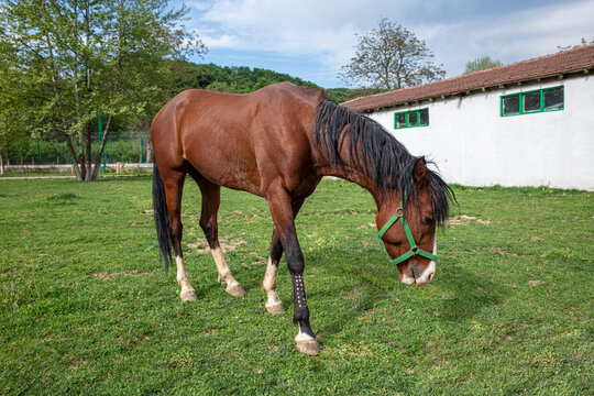 Image of a horse grazing on a farm. Red racing horse with long mane.