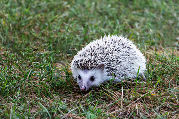 African pygmy hedgehog on green-yellow grass, natural background, selective focus, side view