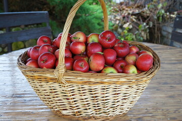 harvest of red apples in a basket