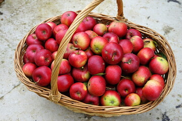 harvest of red apples in a basket