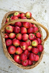 harvest of red apples in a basket