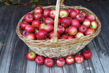 harvest of red apples in a basket