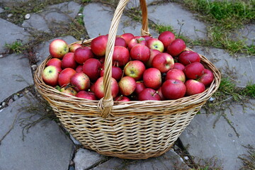 harvest of red apples in a basket