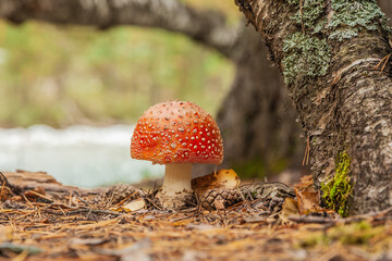 Amanita mushroom in the autumn forest under a tree with an orange hat