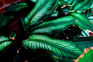 stripe pattern leaves of ornament plant