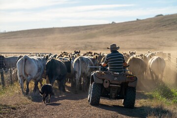 Close up of Stud Beef bulls, cows and calves grazing on grass in a field, in Australia. breeds of...