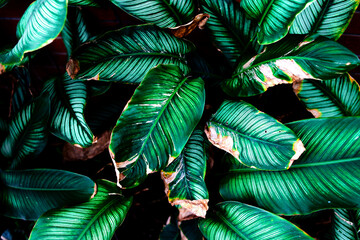 stripe pattern leaves of ornament plant