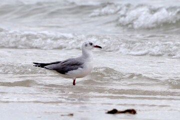 Gray-hooded Gull (Chroicocephalus cirrocephalus) isolated, perched, walking in the sea.