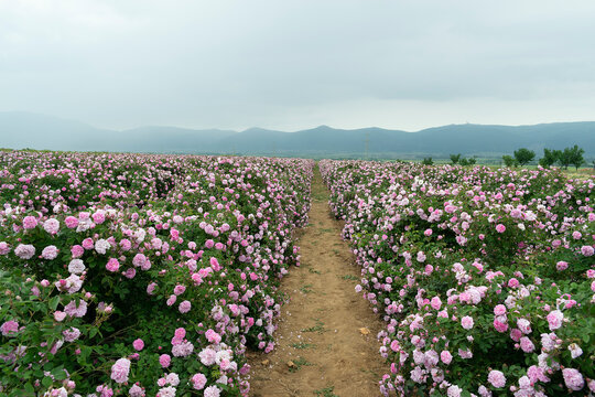 The rose fields in the Thracian Valley near Kazanlak