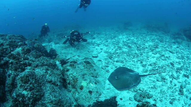 Shark wounded by plastic fishing net swims in search of tuna fish against blue background of underwater ocean abyss, surrounded by school of fish. Plastic pollution. Slow motion video in ocean.