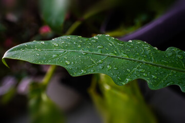 rain drops on leaf