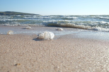 Jellyfish by the sea, wallpaper 4k