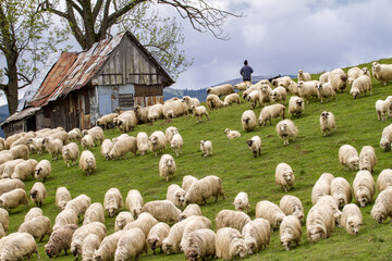 Sheep in the mountains of Romania