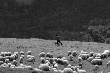 Sheep in the mountains of Paltinis, Romania