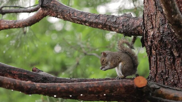 Grey Squirrel