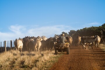 Close up of Stud Beef bulls and cows grazing on grass in a field, in Australia. eating hay and...