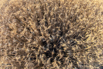 Field with growing wheat wide angle girth against. Agronomy and agriculture. Food industry.