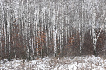 Young birches with black and white birch bark in winter in birch grove against background of other...