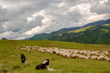 Flock of sheep in the mountains of Paltinis, Romania
