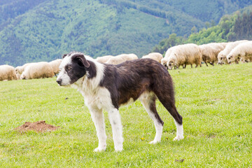 Fototapeta premium Shepherd dog at work