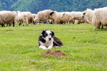 Shepherd dog at work