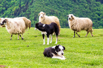 Shepherd dog at work