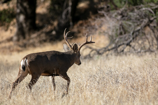 Mule Deer in a California Forest as a Large Buck Walks Through a Mountain Meadow in Tall Grass