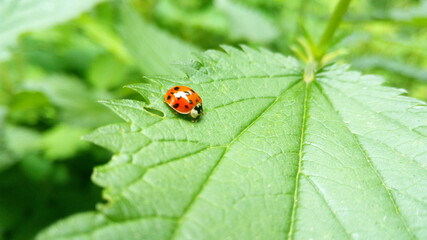 ladybug on leaf
