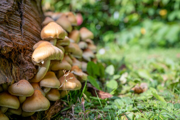 selected close up focus of a cluster of Hypholoma Fasciculare Sulphur Tuft growing out of a tree stump