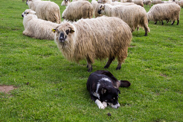 Fototapeta premium Shepherd dog at work