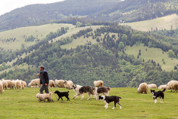 Fototapeta na wymiar Sheep in the mountains of Paltinis, Romania