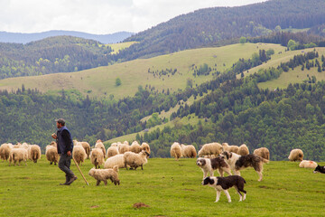 Obraz premium Agriculture in Transylvania, Romania