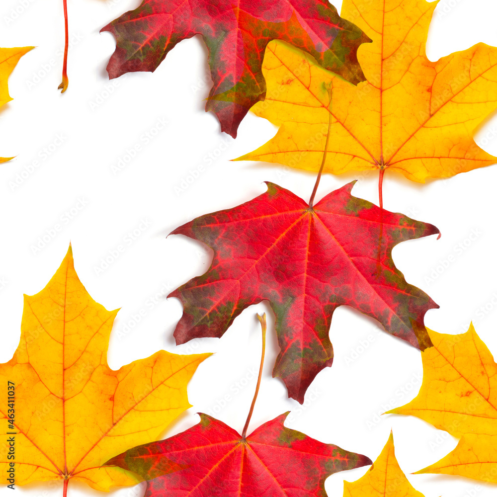 Wall mural seamless autumn pattern. pattern maple leaf autumn isolation white background