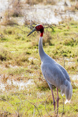 Obraz premium grey crowned crane