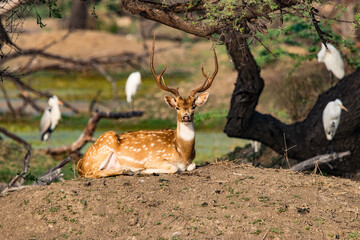deer in the forest