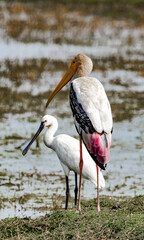 white heron ardea cinerea, Spoonbill
