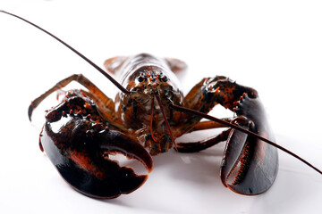 Lobster on white background