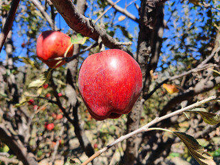 Red apples on a tree, apple tree, mustang apples in the apple garden.