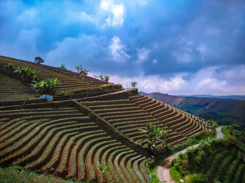 Apuy hills and plantations South West Ciremai