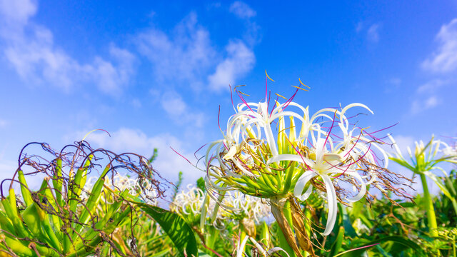 角島灯台の海岸に咲くハマユウ