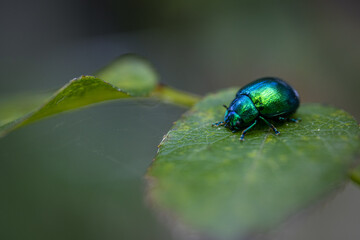 Closeup of a Green June beetle on a green leaf in the daylight with a blurry background