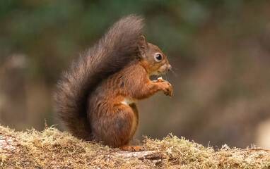 Red Squirrel - foraging for nuts in Autumn
