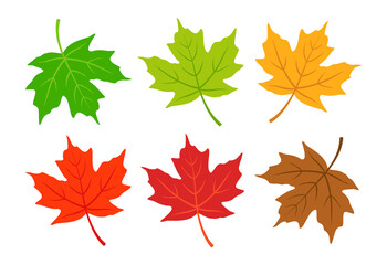 Maple leaf, autumn leaves vector illustration