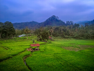 Hut in rice field