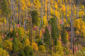 Fototapeta premium Landscape of Yosemite National Park in USA , au,