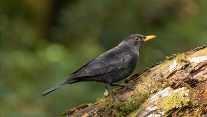 Obraz premium blackbird on a branch