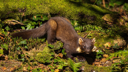 European Pine Marten -  hunting in the woods