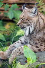 lynx lying on a tree trunk 