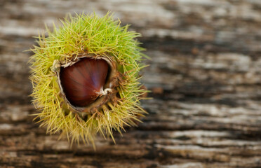 Ripe raw sweet chestnuts on wooden background from above, with copy space for text.