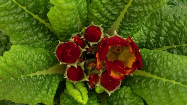 Primrose opening timelapse